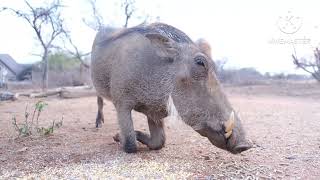 Warthog (Phococherus) by MamaRose Korealife 352 views 4 weeks ago 2 minutes, 10 seconds