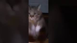 MEEEOOOWW