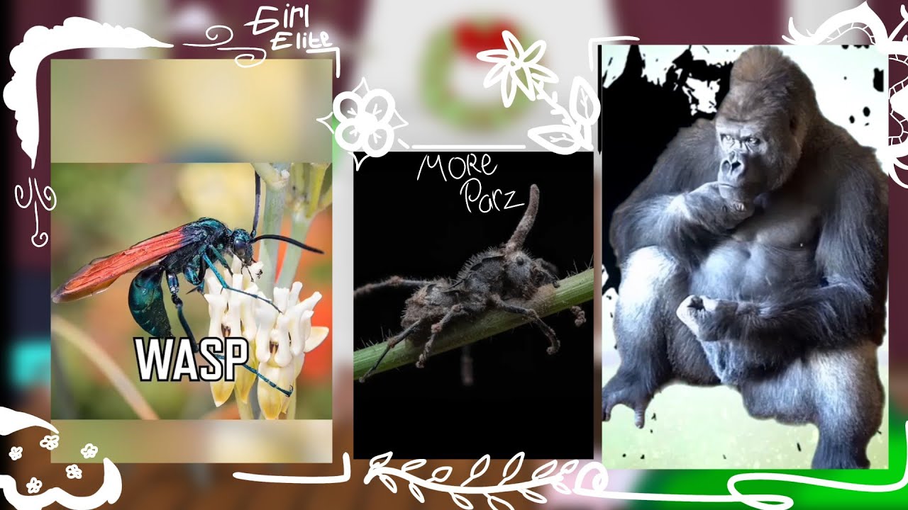 GATE реагируют на //видео MOREPARZ\\