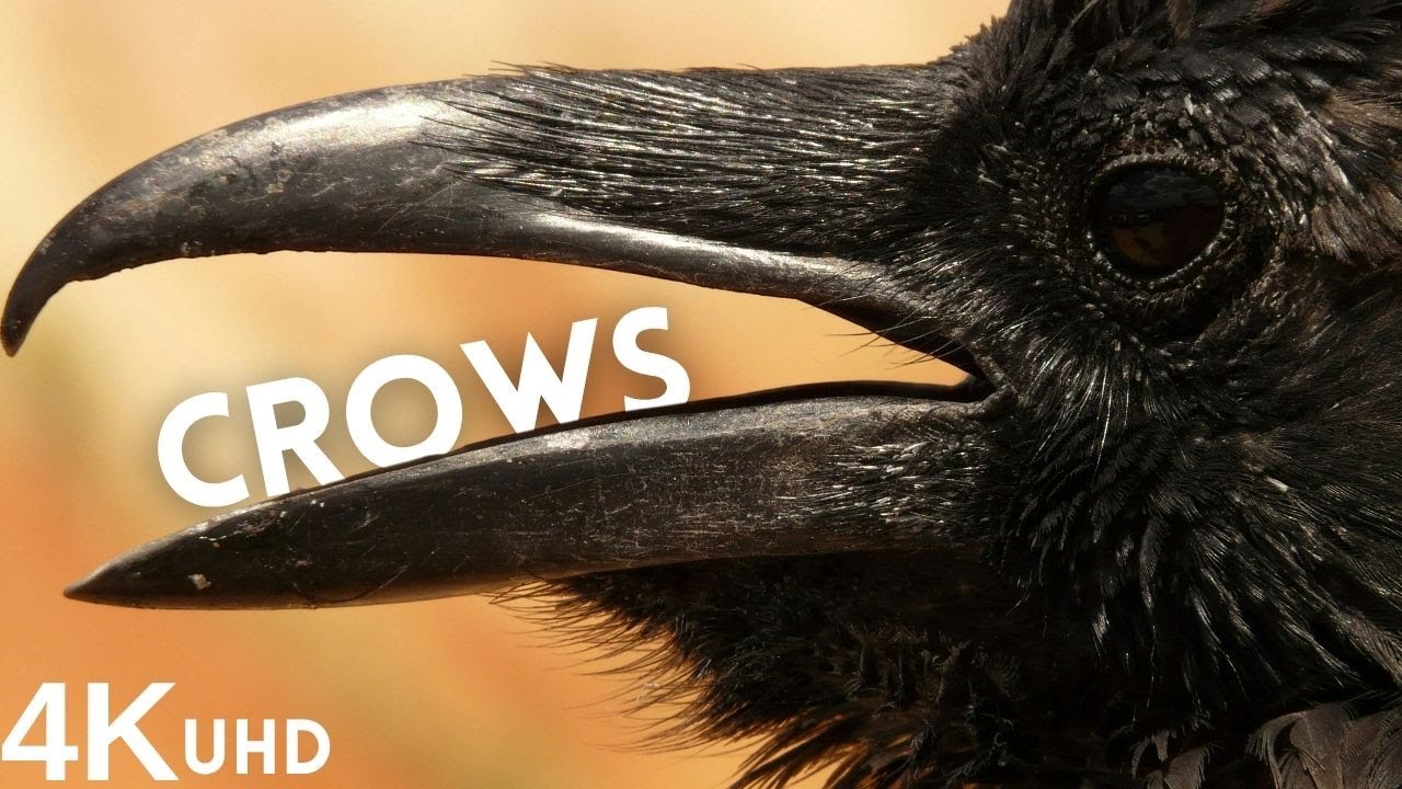 Unbelievable Intelligence of Crows – The Bird That Outsmarts Humans