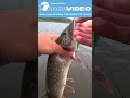 🎣 Ловим щуку на воблер AQUA CRAZY DOG. Рыбалка на спиннинг. Уловистая приманка!