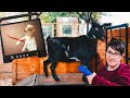 Let's take a peek inside our miniature goat -- Is she PREGNANT? (ultrasound day!!)