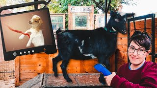 Let's take a peek inside our miniature goat  Is she PREGNANT? (ultrasound day!!)