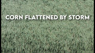 Famous Corn Flattened by Severe Storms / Tornado in Champaign County, IL | August 16-17, 2025 Net Worth