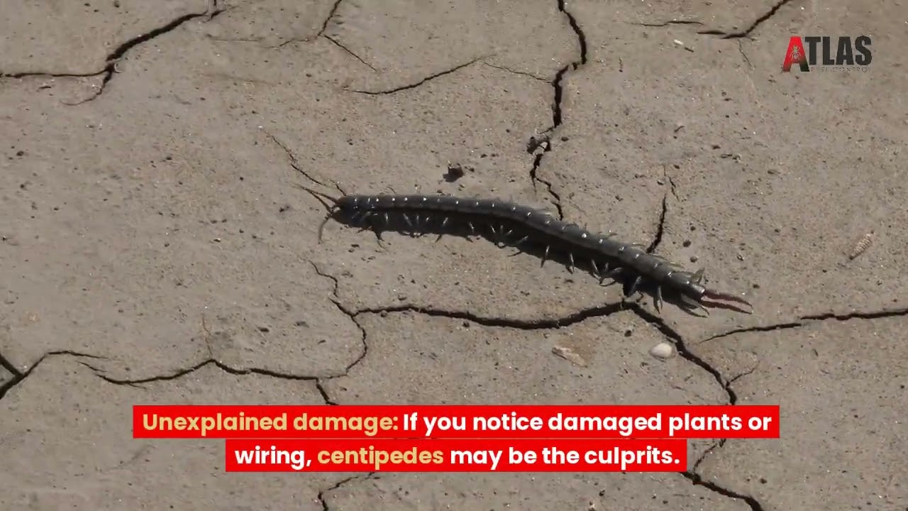 Centipede Exterminator - Oklahoma Pest Control