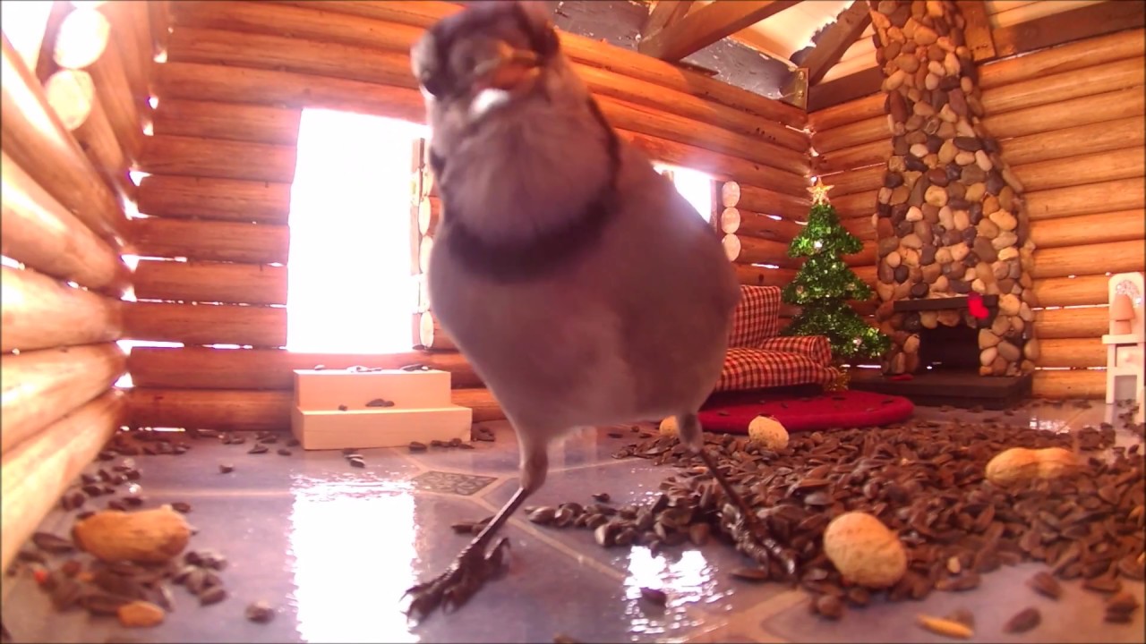 Bird Feeder - Log Cabin  - The Blue Jays Videos for Cats