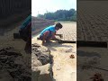 Long-established traditional brick making. ##shorts #brickmaking #brickfield #ziegel