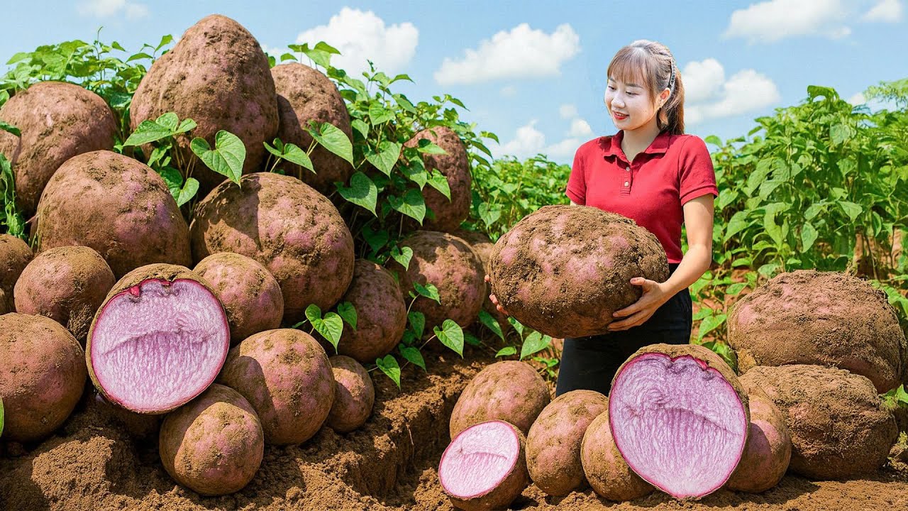 [TIMELAPSE] -- 365 Days Harvesting Many Purple Yam, Sweet Potato Go To Sell