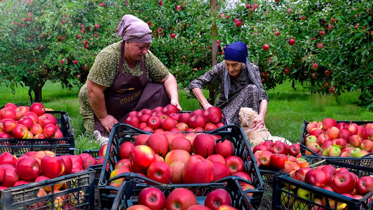 Сбор красных яблок и приготовление варенья на зиму