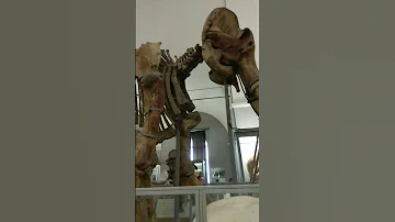 Санкт-Петербург. Зоологический музей. Скелет мамонта.