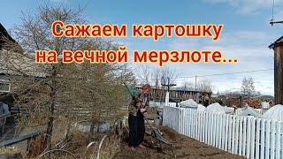 Картошка на вечной мерзлоте