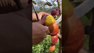 Oddly satisfying fruits vegetable Agriculture 5