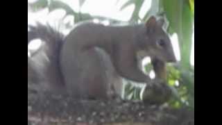 Squirrel Eats a Mango
