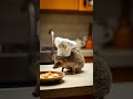 Hedgehog chef ready to cook #ytshorts