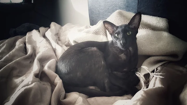 Video 806021: black oriental cat