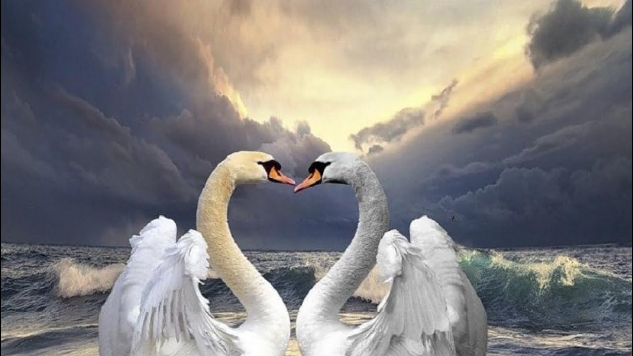 Останется верность. Пара лебедей. Любовь и лебеди. Влюбленные лебеди. Красивые лебеди.