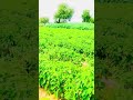 #मारवाड़ #राजस्थान #hariyanvisong #music #farming #farmhouse #new #status #rauta