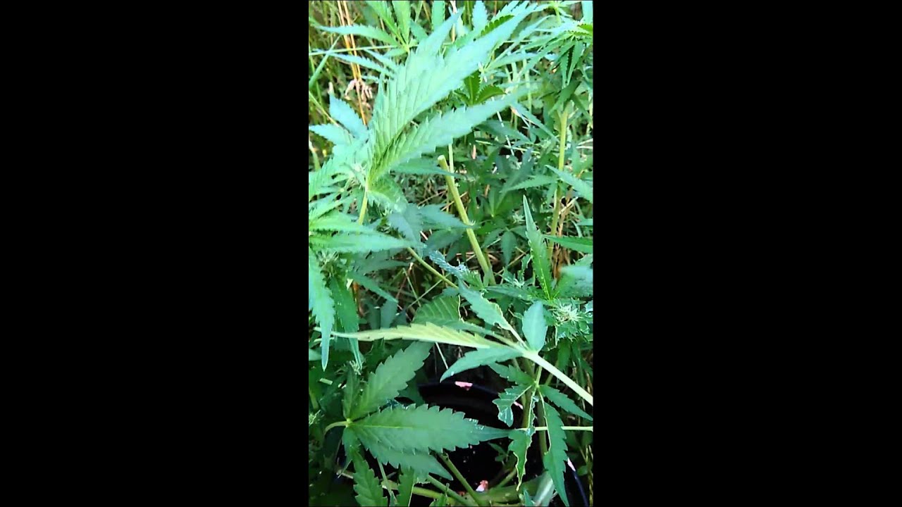 Unknown forgotten plant