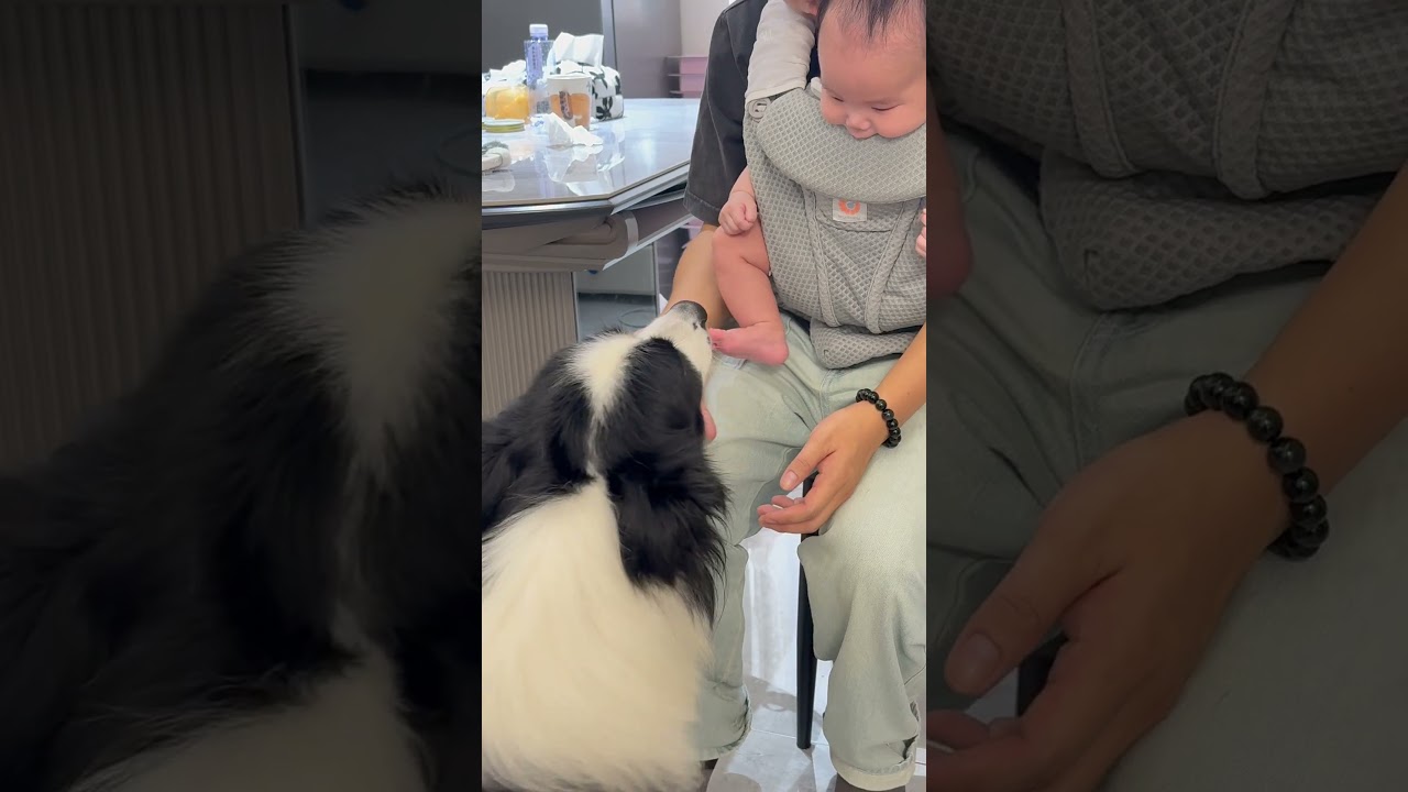 弟弟 你知道的 你在妈妈肚子里的时候我就陪着你了#baby #边牧半斤