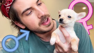 Revealing the Genders of My Surviving Foster Puppies by Joey Graceffa Vlogs 222,137 views 8 months ago 11 minutes, 48 seconds