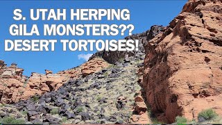 GILA MONSTER outing in Southern UTAH.