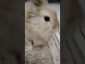 Toffee the rabbit