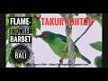 Flame-fronted Barbet || kicau burung Takur Tohtor di hutan