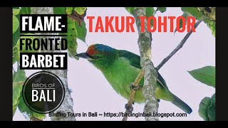 Flame-fronted Barbet || kicau burung Takur Tohtor di hutan