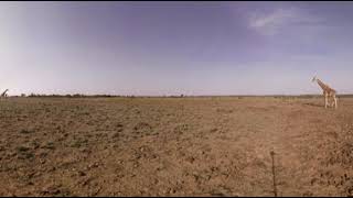 Giraffe 360 Ww 2 Injected Meta