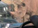 RHINO LOVES JEEP