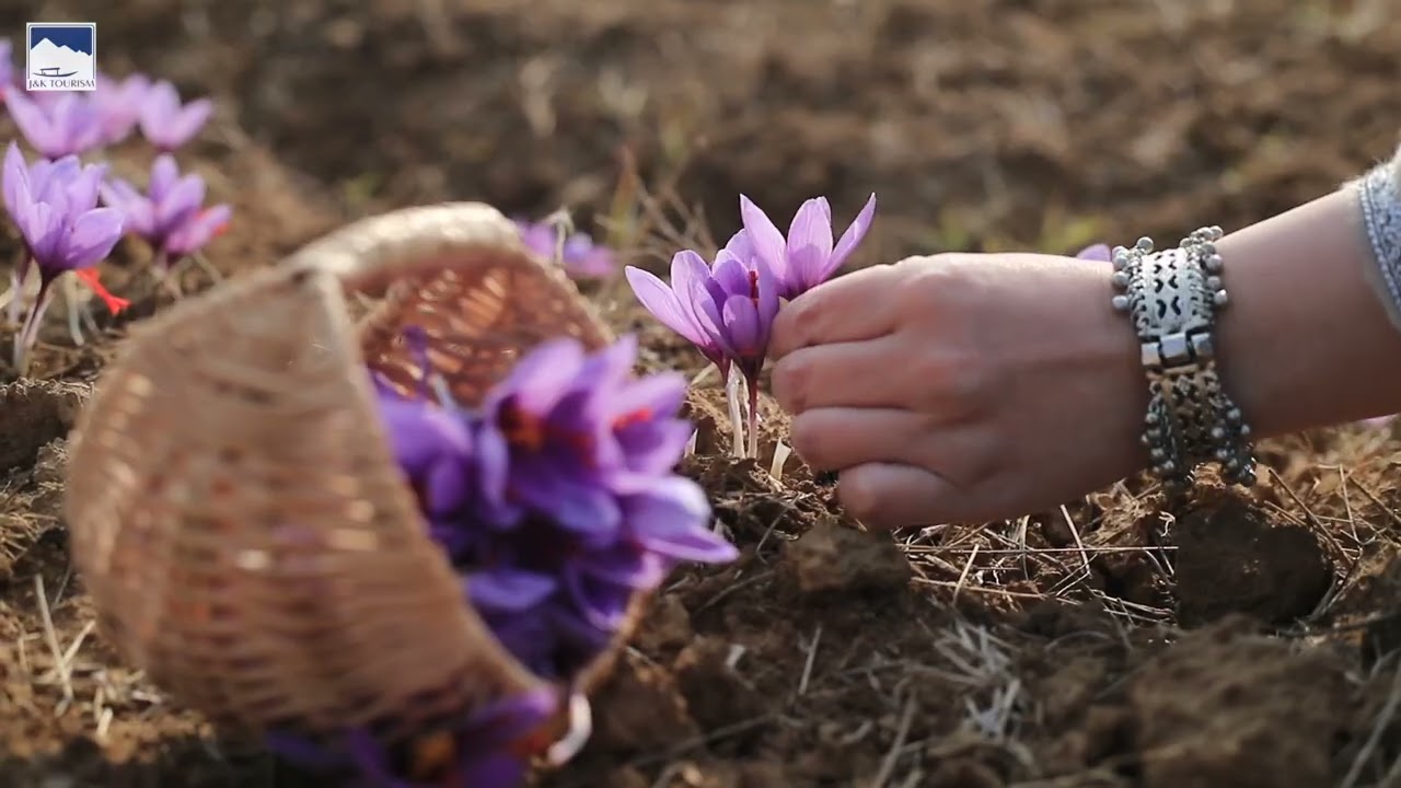 Kashmir Saffron Festival, 2022 