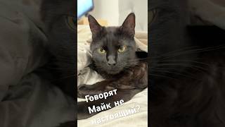 Говорят Майк не настоящий? #catcontent #cat #blackcatmajk