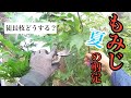 もみじの剪定【夏バージョン】徒長枝はどうするの？【解説付き】