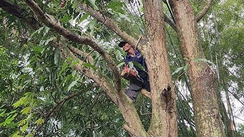 Cưa  cây  xoài  siêu  khủng  nghiêng  vào  nhà  .Cưa  cây  kỷ  thuật  cao