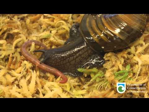 Vidéo: Qu'est-ce qui mange les vers tubicoles géants ?