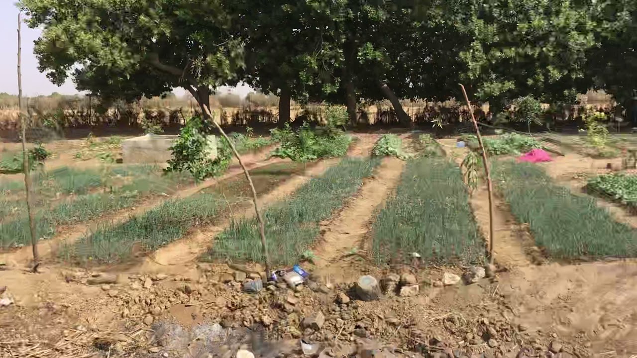 Farming in senegal YouTube