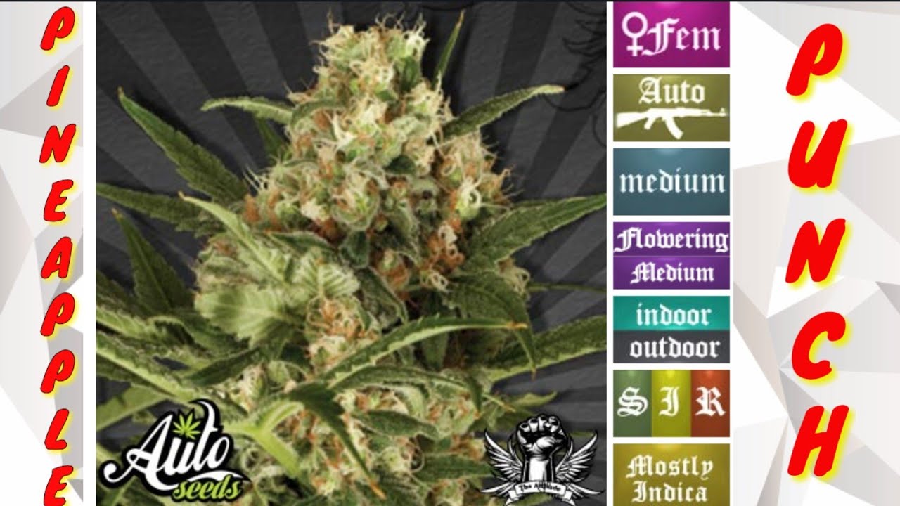 New Cannabis Strain Uk(🍍 pineapple punch 👊)Review And a Epic Bong Fail