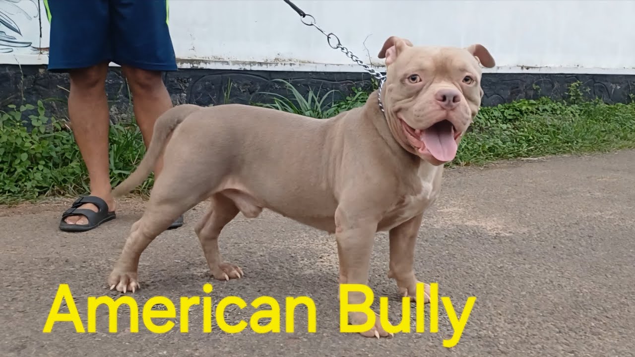 American Bully NEW HOSTELLER Dog Boarding Mulanthuruthy