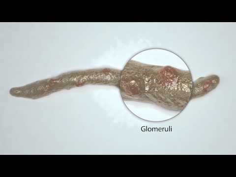 UF Saúde Patologia Renal Laboratories Colheita e manuseamento Tutorial