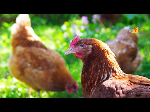 Manejo Geral das Aves - Curso Criação de Frango e Galinha Caipira