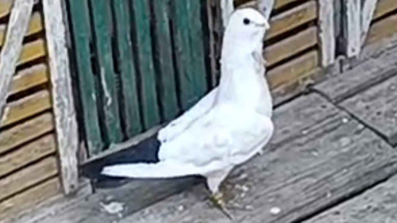 تعرف نوع فرد .. الحمام دة...واسترالي رواح....مع.... اوطة إمبابة 