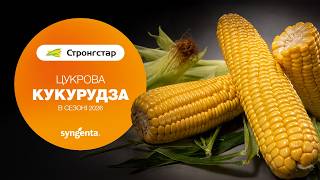 Секрет раннього врожаю кукурудзи: огляд гібриду Стронгстар від Syngenta🌽