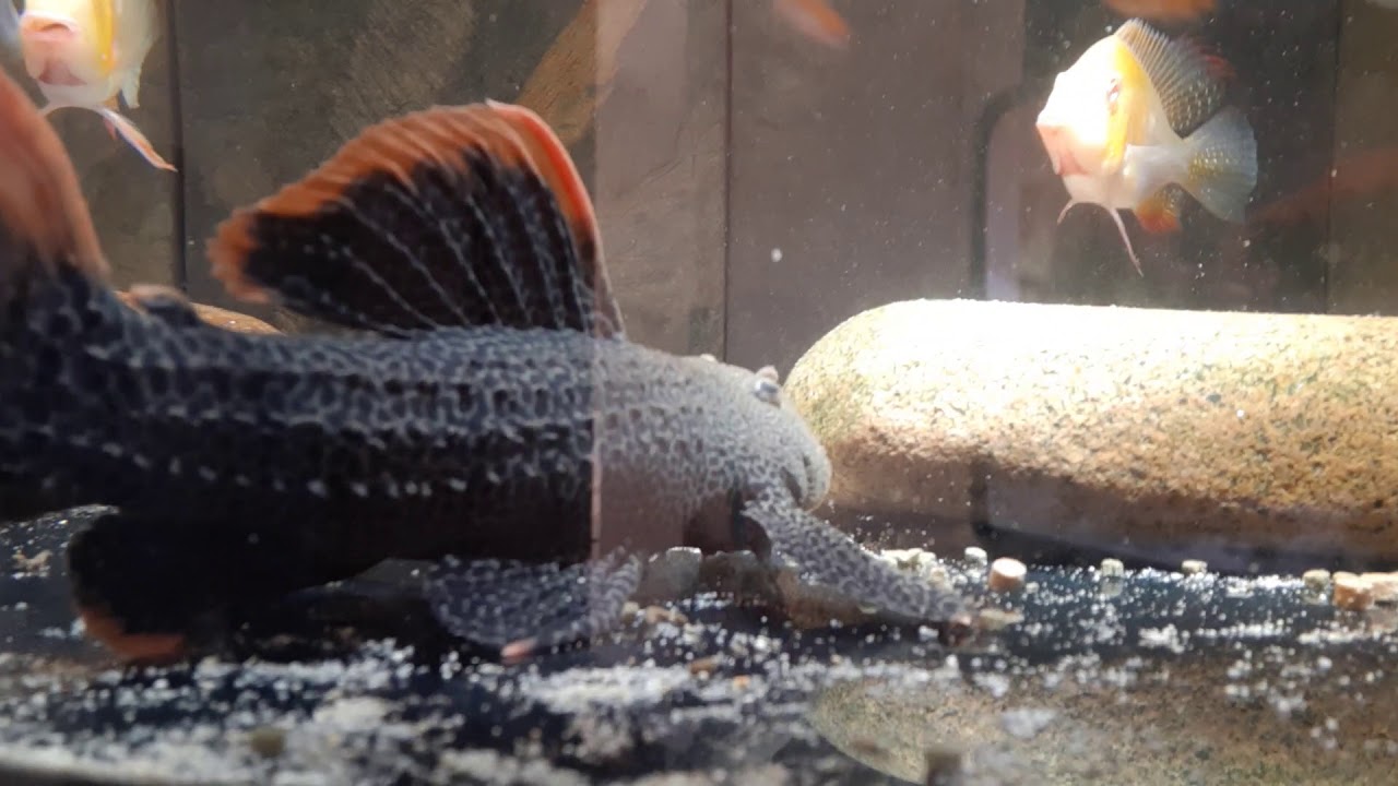L600 Pleco Heckelii Abino Geophagus YouTube l600-pleco-heckelii-abino-geophagus-youtube