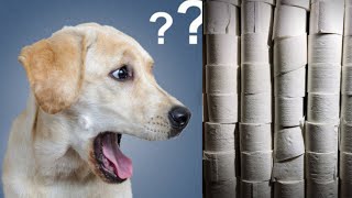 Cats And Dogs Toilet Roll Challenge- Toilet Paper Wall- Quarantine Videos!