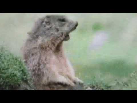 Marmot Yodeling