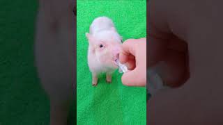 Pigu