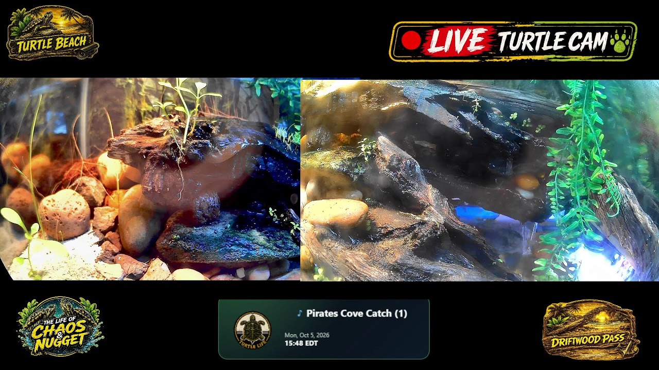 🔴 24/7 Live Turtle Cam | 🐢Chaos & Nugget | 🌿 The Perch • 🏰 Castle Landing • 🏖️ Turtle Beach