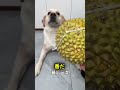 またやったら、本気で怒るからね!🐶😡