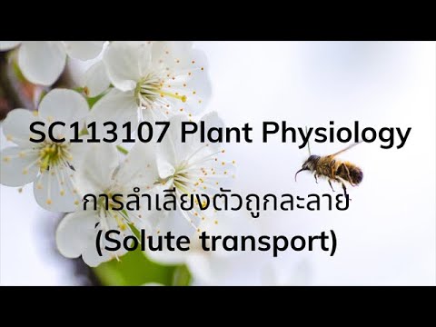 SC113107 Plant Physiology - การลำเลียงตัวถูกละลาย (Solute transport)
