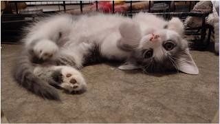 🐾 Meet the Brigade's Tiny Houseguests ❤️